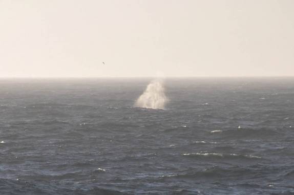 Ao longe, baleias soltam seus enormes esguichos, para alegria dos viajantes do Sea Spirit, um dia antes de chegarmos às Ilhas Malvinas